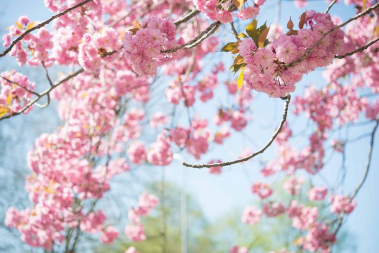 sakura cherry blossom
