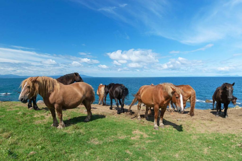 kandachime horses group