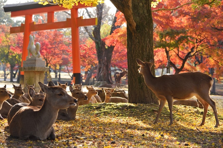 nara picture 2