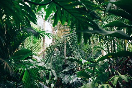 kyoto botanical