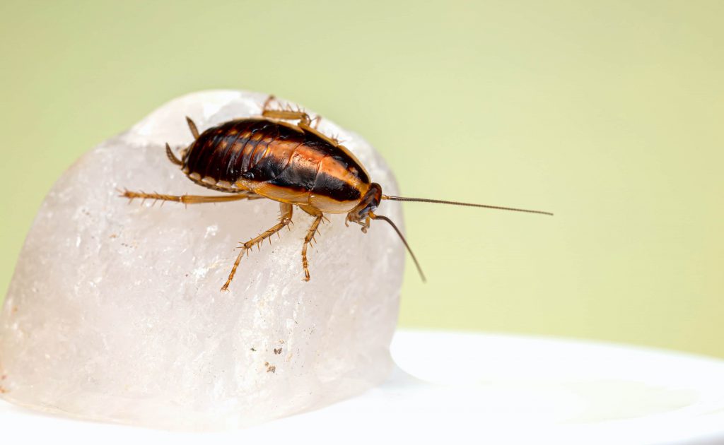 japanese cockraoch