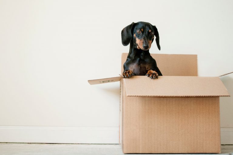 dog in a carton box