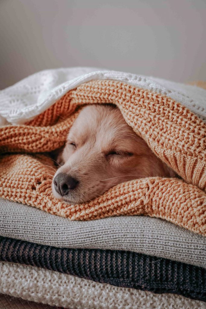 心地よさそうな犬