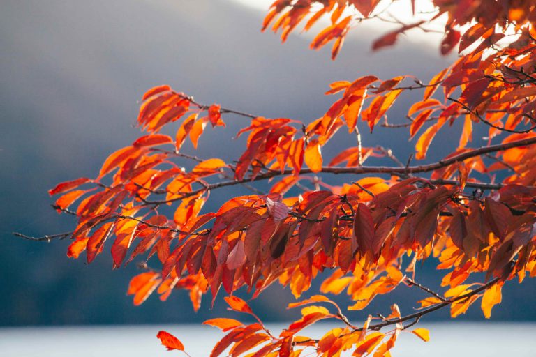 red leaves