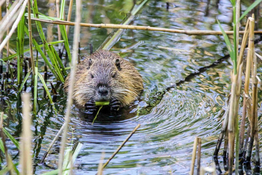 田舎で出会える野生動物5選 6 ビーバー