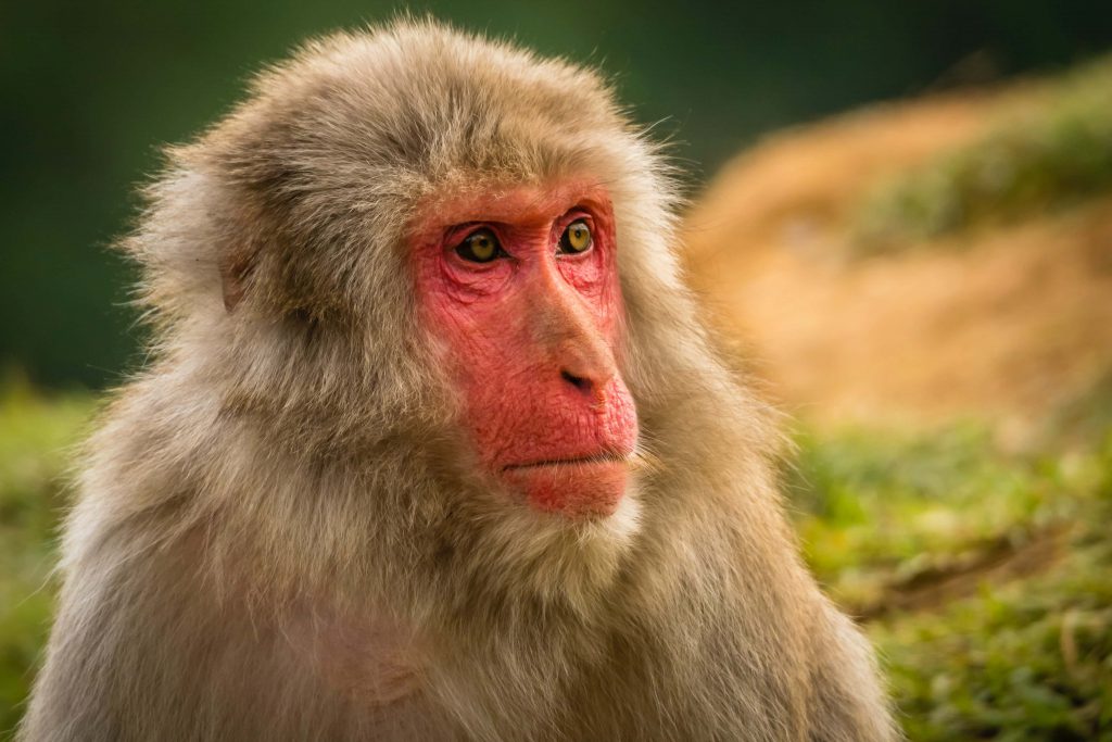田舎で出会える野生動物5選 2 ニホンザル