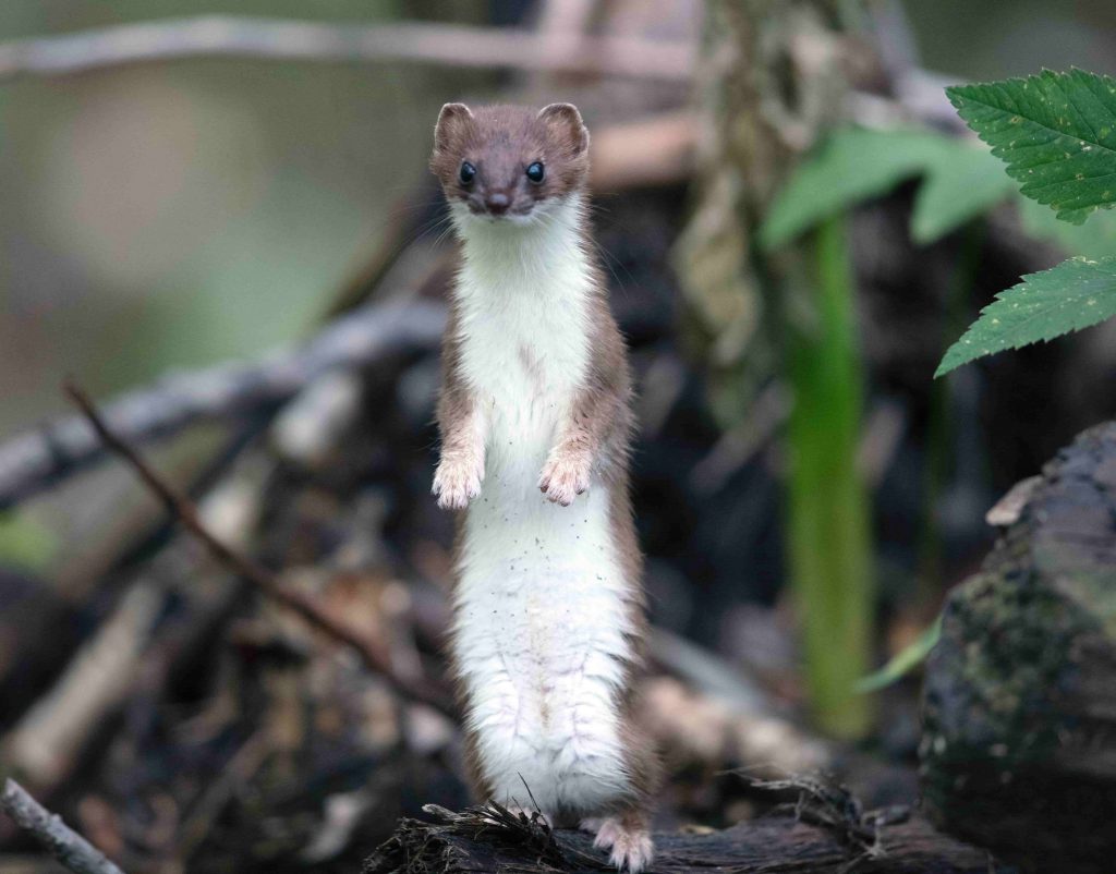 田舎で出会える野生動物5選 5 二ホンイタチ