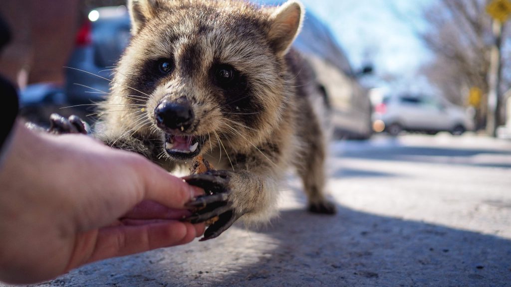 田舎で出会える野生動物5選 1 狸