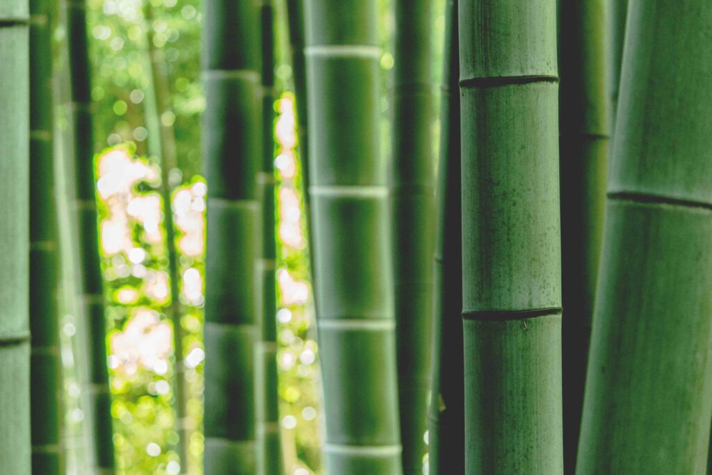 竹林