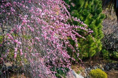 Os Melhores Lugares Para Ver Flores de Ameixeiras 3 Jardim das Ameixeiras de Atami