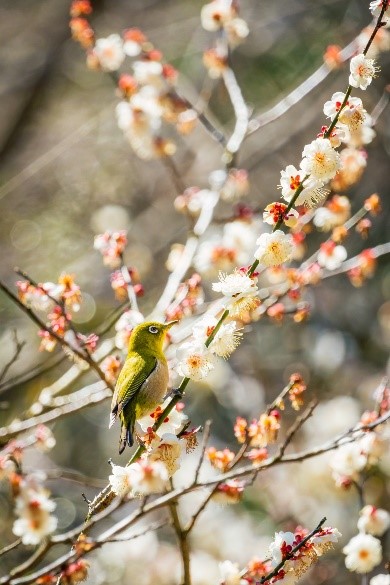 Os Melhores Lugares Para Ver Flores de Ameixeiras 6 Santuári Dazaifu Tenmangu