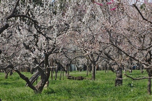 Os Melhores Lugares Para Ver Flores de Ameixeiras 2 Jardim Kairakuen