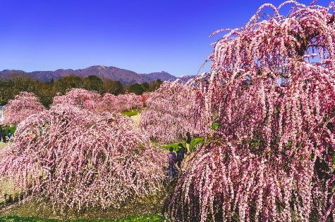 Os Melhores Lugares Para Ver Flores de Ameixeiras 5 Jardim da Floresta de Suzuka