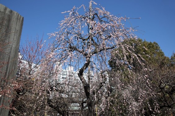 Os Melhores Lugares Para Ver Flores de Ameixeiras 4 Santuário Yushima Tenmangu