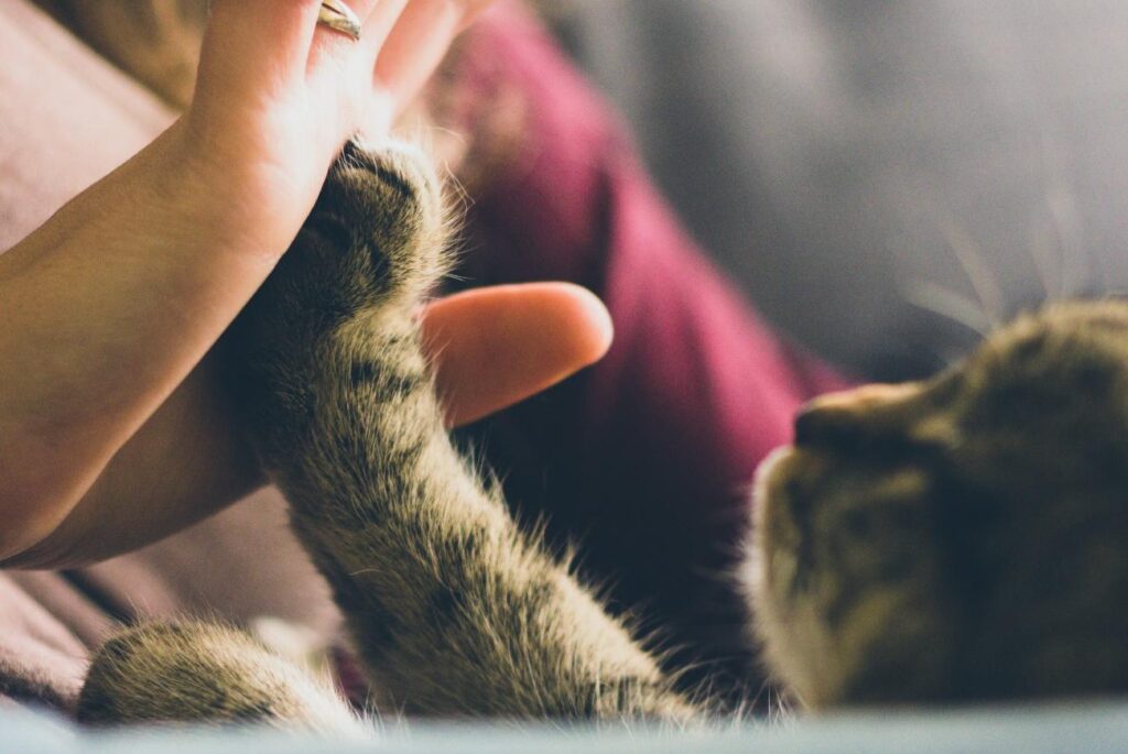 Imóveis Que Permitem Animais de Estimação - É Possível Incluir um Animal de Estimação no Meio do Seu Contrato? 3 image5 14