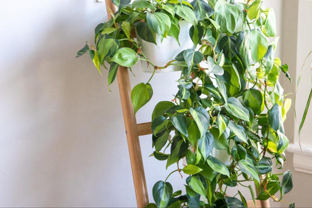 アパートに飾りたい観葉植物 6 image2 13
