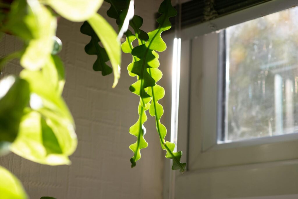 アパートに飾りたい観葉植物 4 image3 10