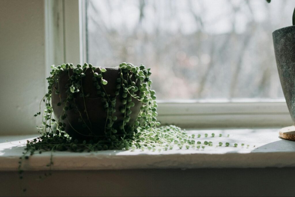アパートに飾りたい観葉植物 3 image5 9