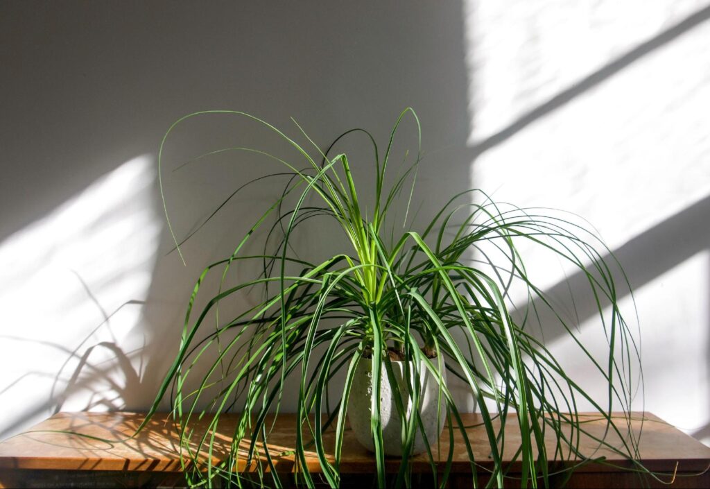 アパートに飾りたい観葉植物 2 image7 11