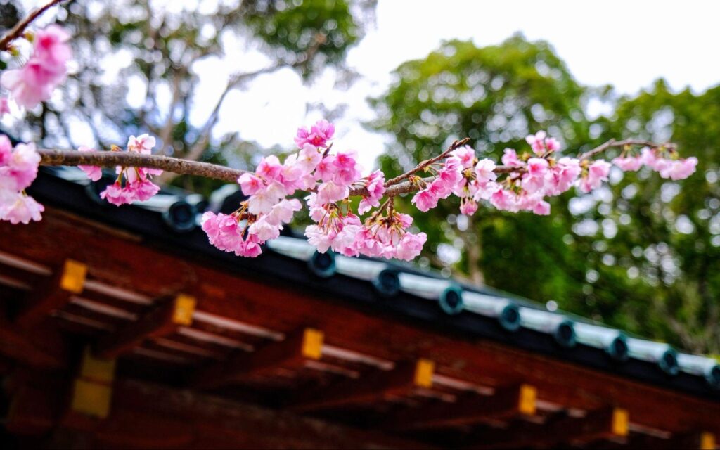Mùa hoa Sakura: Top 6 điểm ngắm hoa anh đào ở Shizuoka 8 image2 11