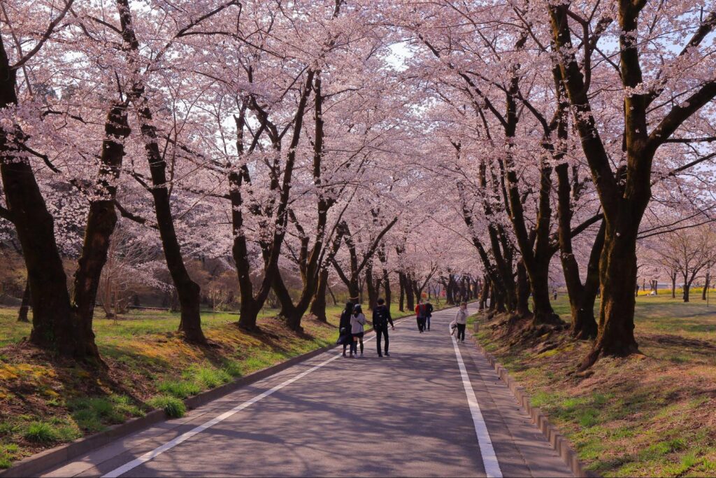 Mùa hoa Sakura: Top 6 điểm ngắm hoa anh đào ở Shizuoka 6 image3 14