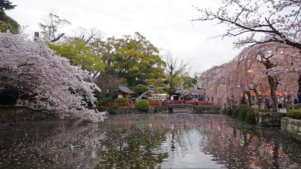 Mùa hoa Sakura: Top 6 điểm ngắm hoa anh đào ở Shizuoka 2 image5 11