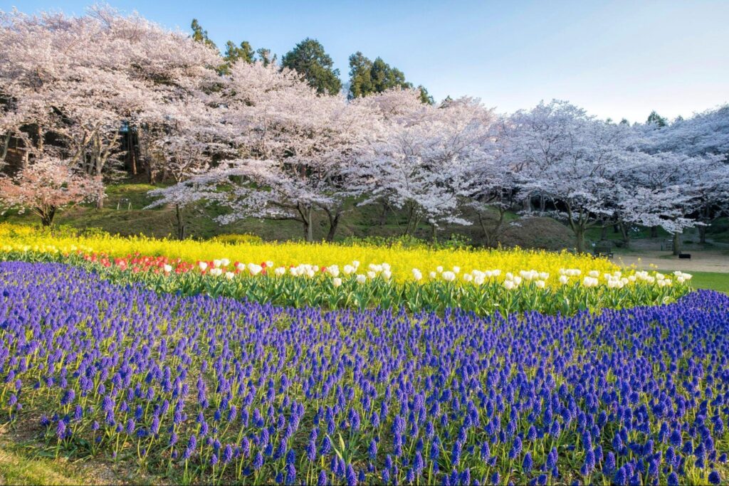 Mùa hoa Sakura: Top 6 điểm ngắm hoa anh đào ở Shizuoka 4 image7 12
