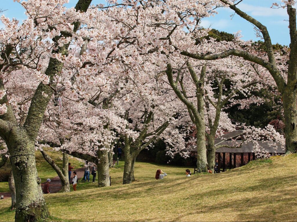 Temporada de Sakura: Os 6 Melhores Lugares Para Flores de Cerejeira em Shizuoka 3 image8 6