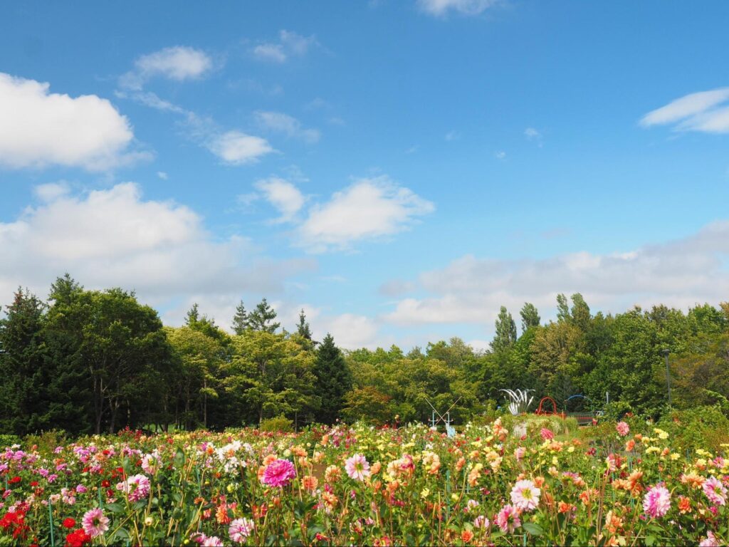 Top 5 Most Beautiful Hokkaido Flower Fields to Visit This Summer 7 image1 8