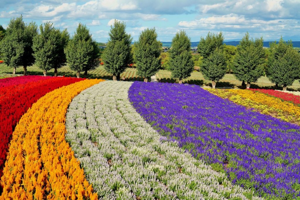 Top 5 Most Beautiful Hokkaido Flower Fields to Visit This Summer 2 image4 6