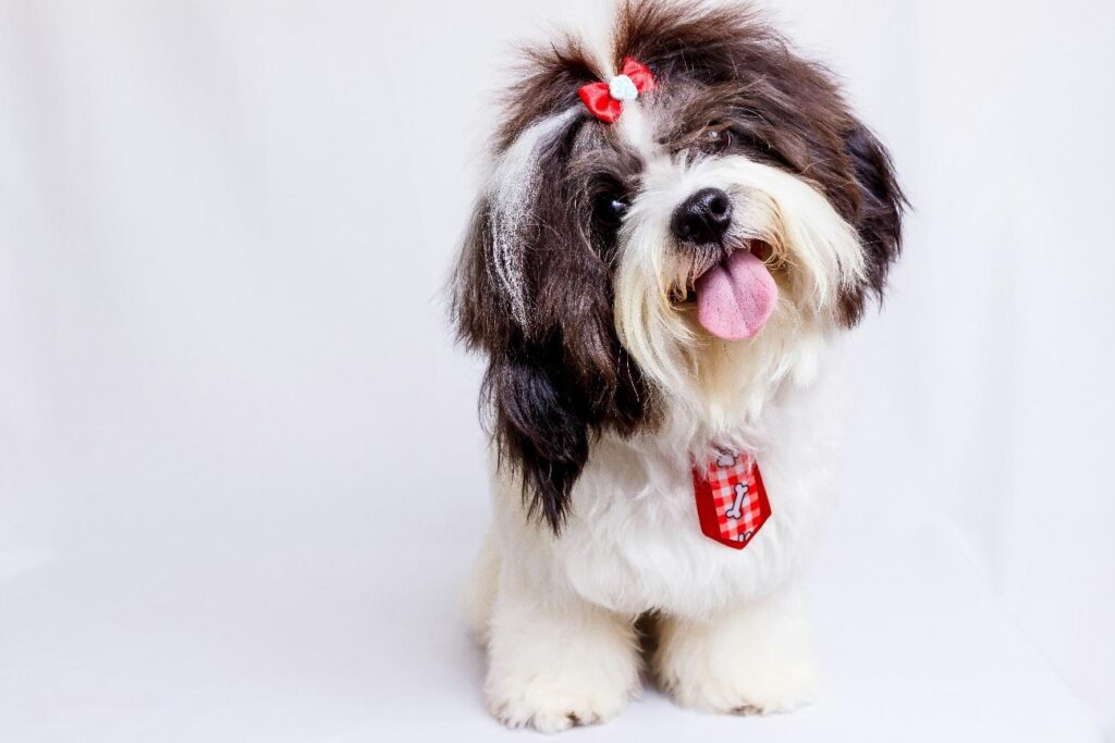 Want to Keep a Dog While Living Alone In Japan? Costs and Care Tips 11 image10 4