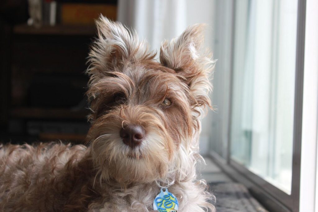 Want to Keep a Dog While Living Alone In Japan? Costs and Care Tips 10 image11