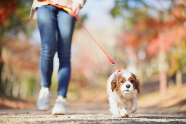 Want to Keep a Dog While Living Alone In Japan? Costs and Care Tips 4 image4 12