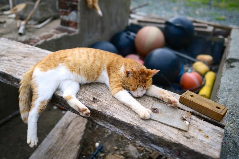 動物好きに訪れてほしいスポット5選 2 image6 17