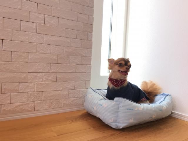 Want to Keep a Dog While Living Alone In Japan? Costs and Care Tips 6 image7 12