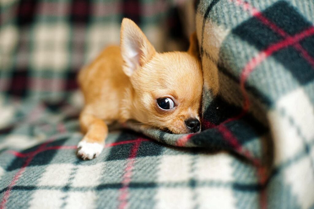 Want to Keep a Dog While Living Alone In Japan? Costs and Care Tips 9 image8 12