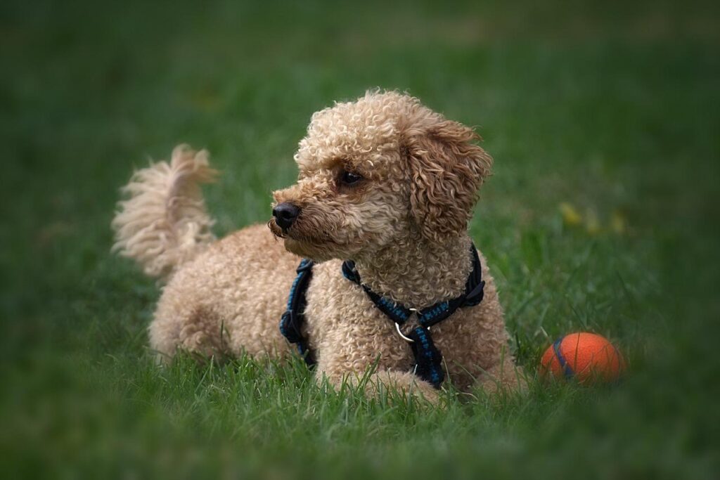 Want to Keep a Dog While Living Alone In Japan? Costs and Care Tips 8 image9 4