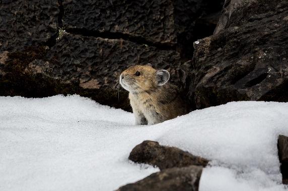 Giới thiệu thế giới động vật hoang dã ở Hokkaido: 5 sinh vật đáng yêu sinh sống trên đảo 2 image2 12