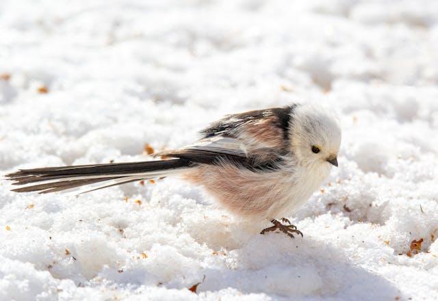 Giới thiệu thế giới động vật hoang dã ở Hokkaido: 5 sinh vật đáng yêu sinh sống trên đảo 6 image3 16