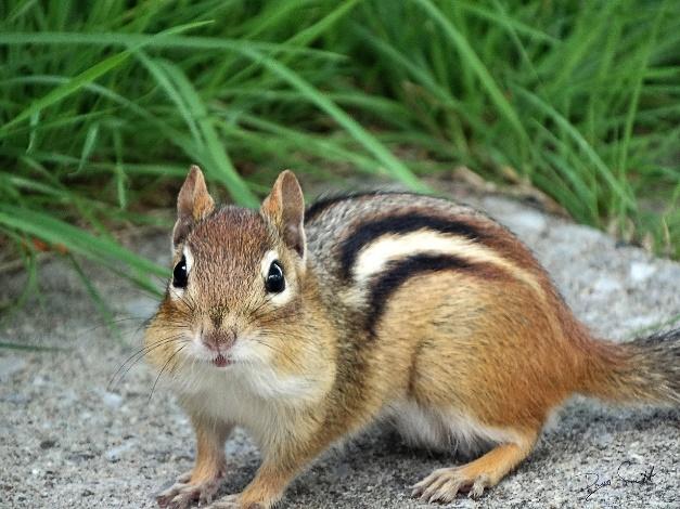 Guia sobre vida selvagem em Hokkaido: 5 animais fofos para descobrir na natureza selvagem da ilha 3 image5 14