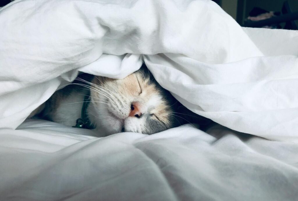 Can You Keep a Cat in a Rental Apartment in Japan? Costs, Benefits, and Downsides 2 image5 8