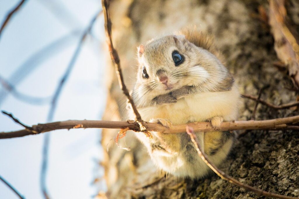 Giới thiệu thế giới động vật hoang dã ở Hokkaido: 5 sinh vật đáng yêu sinh sống trên đảo 4 image7 16