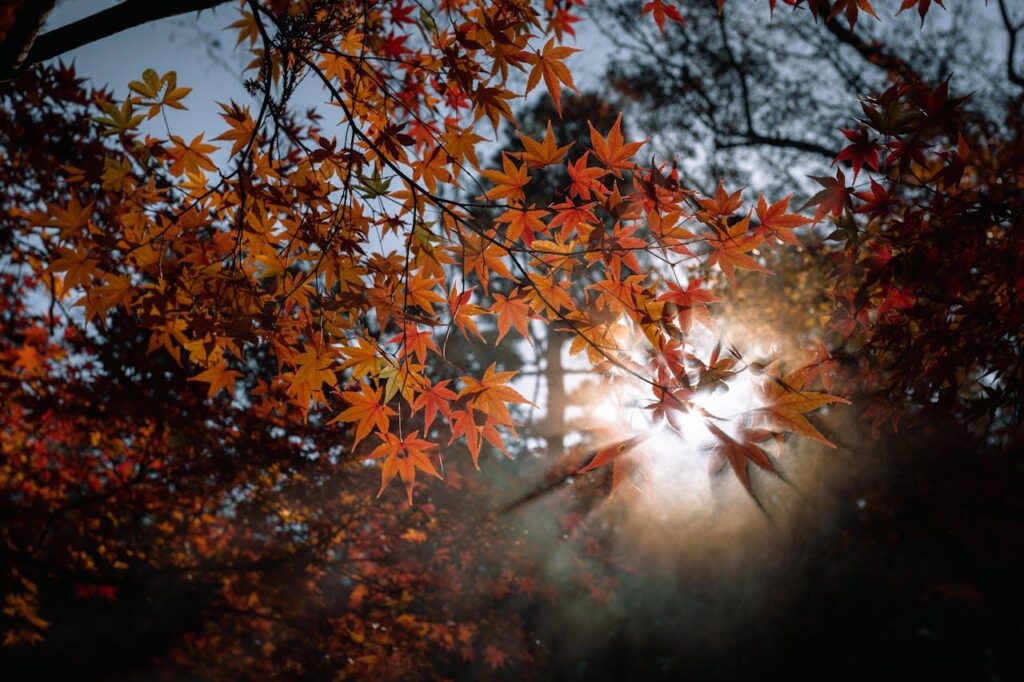 Kanto Hiking Trails – 5 Stunning Spots for Spectacular Fall Foliage 4 image3 7