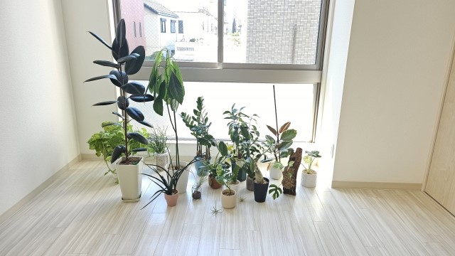 Sắp chuyển nhà rồi, phải làm sao với cây cảnh trong nhà đây?! 9 image 251