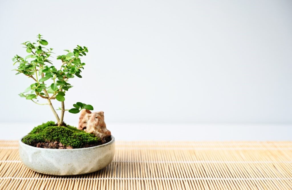 Sắp chuyển nhà rồi, phải làm sao với cây cảnh trong nhà đây?! 1 image 255