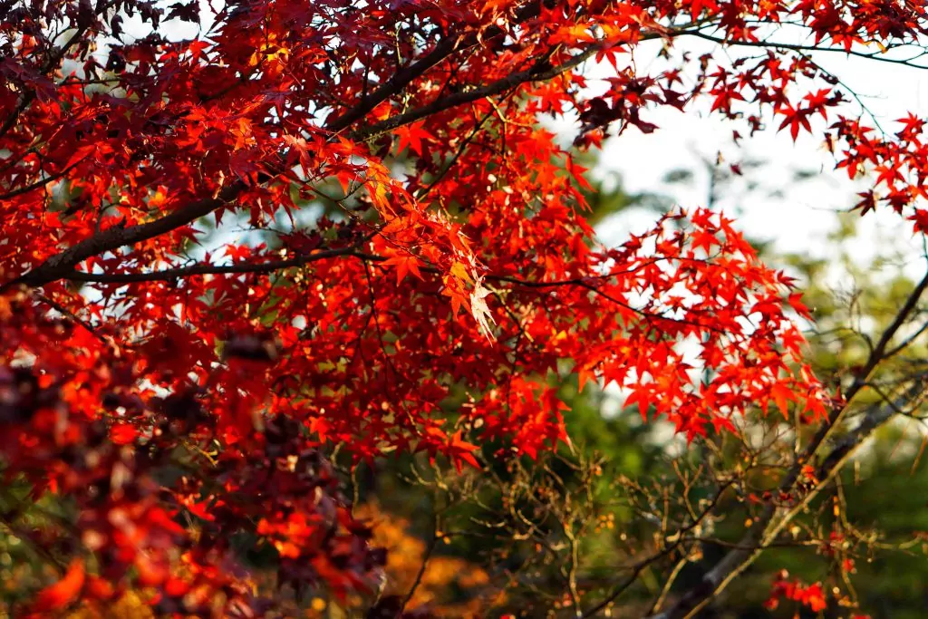 日本の紅葉