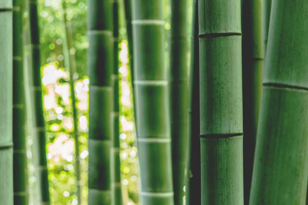 Bamboo tree