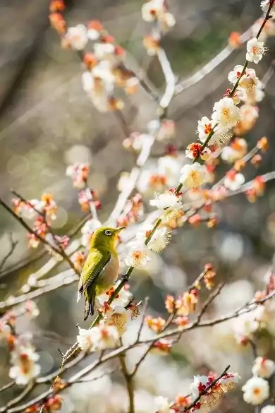 Santuári Dazaifu Tenmangu
