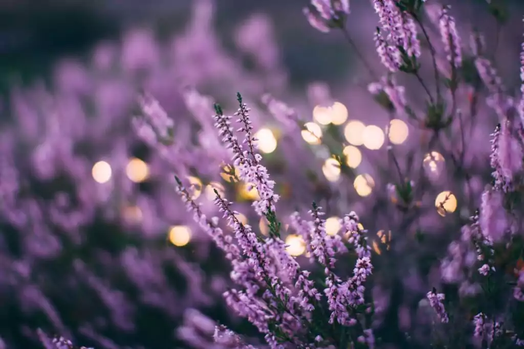 daiga ellaby ClWvcrkBhMY unsplash 1